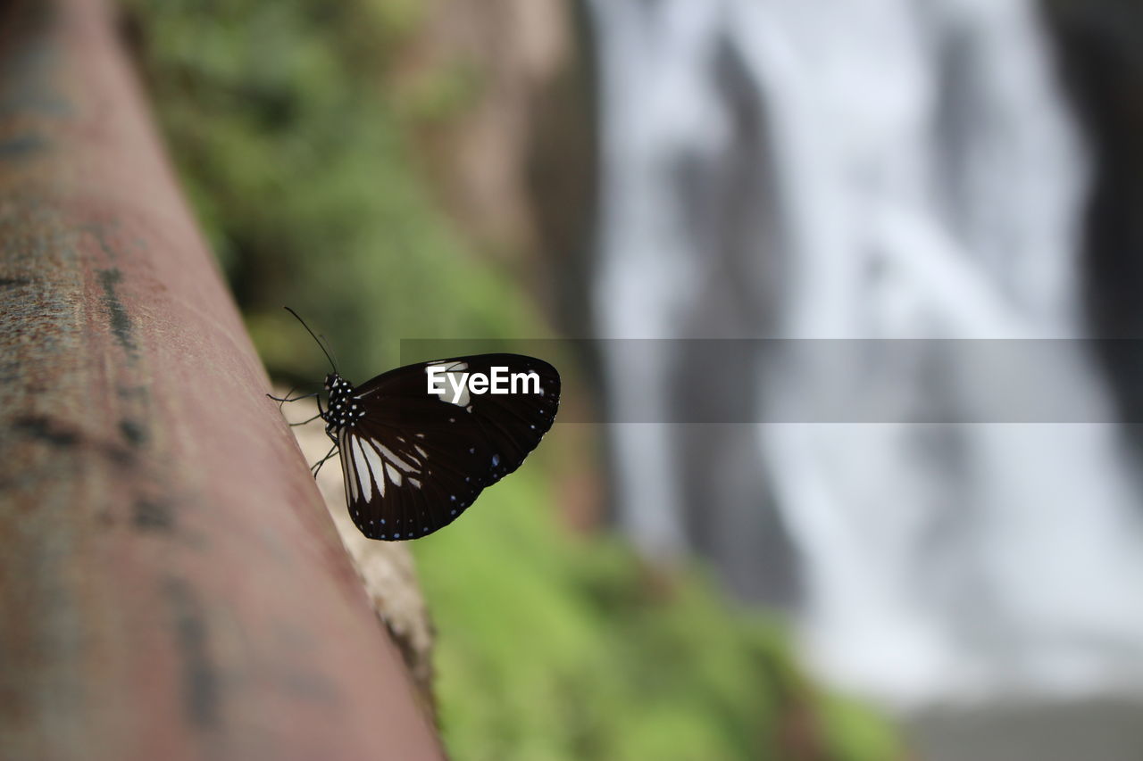 CLOSE-UP OF BUTTERFLY ON HUMAN EYE