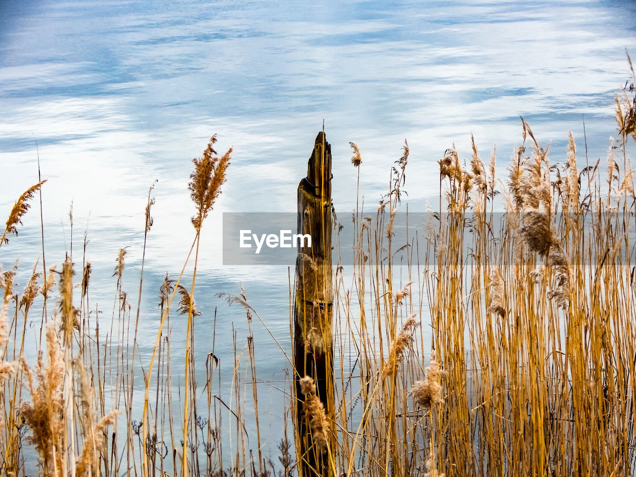 Close-up of dry grass by lake against sky