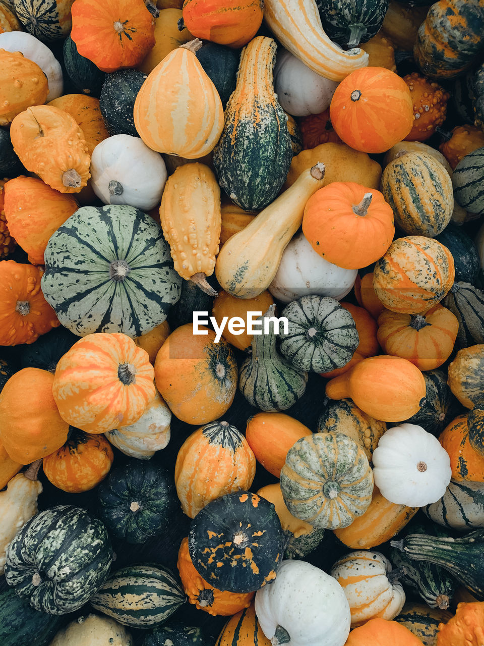 Close up of colorful pumpkins. autumn harvest, raw and fresh farm vegetables