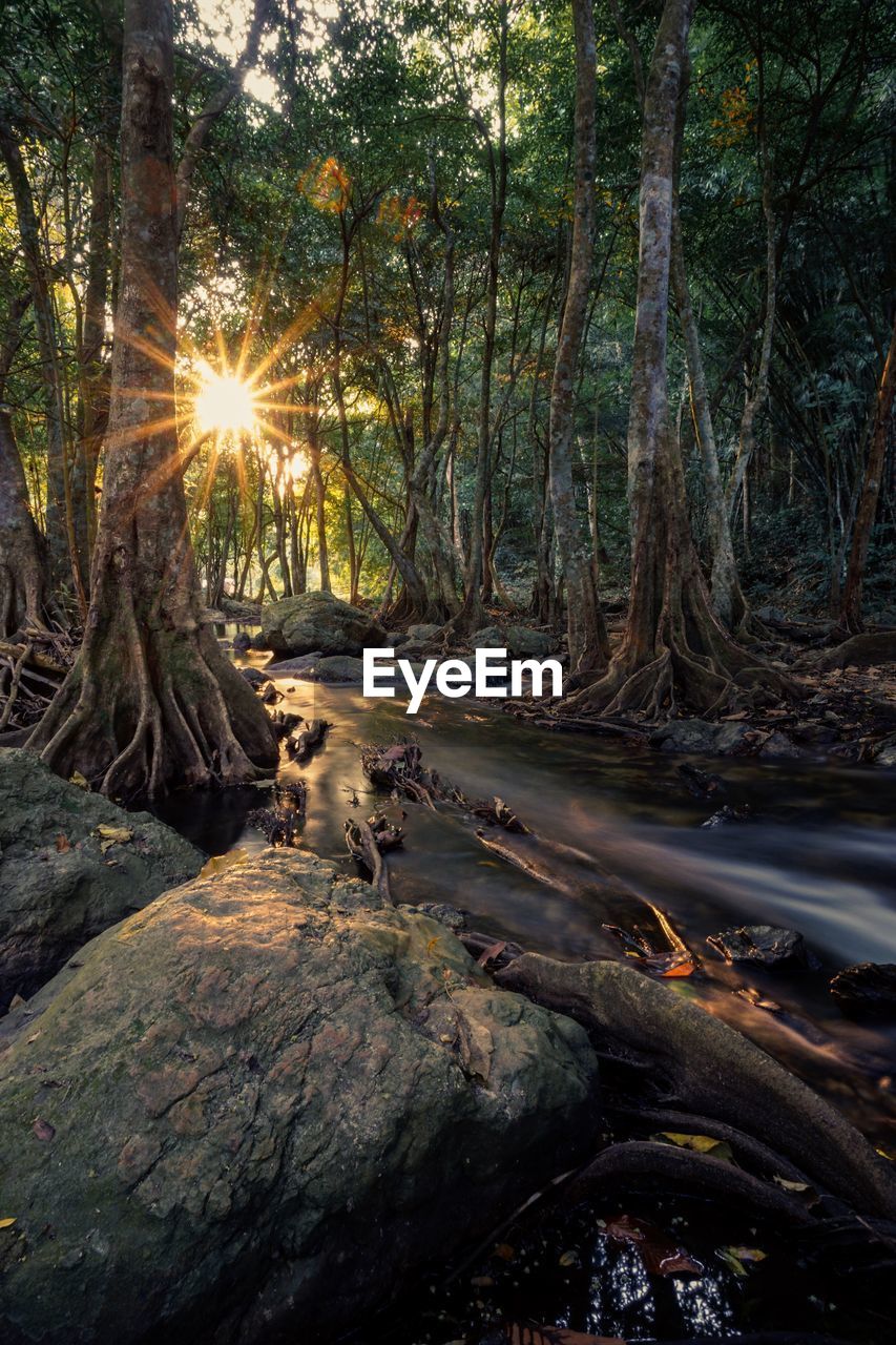 Scenic view of river amidst trees in forest during sunrise