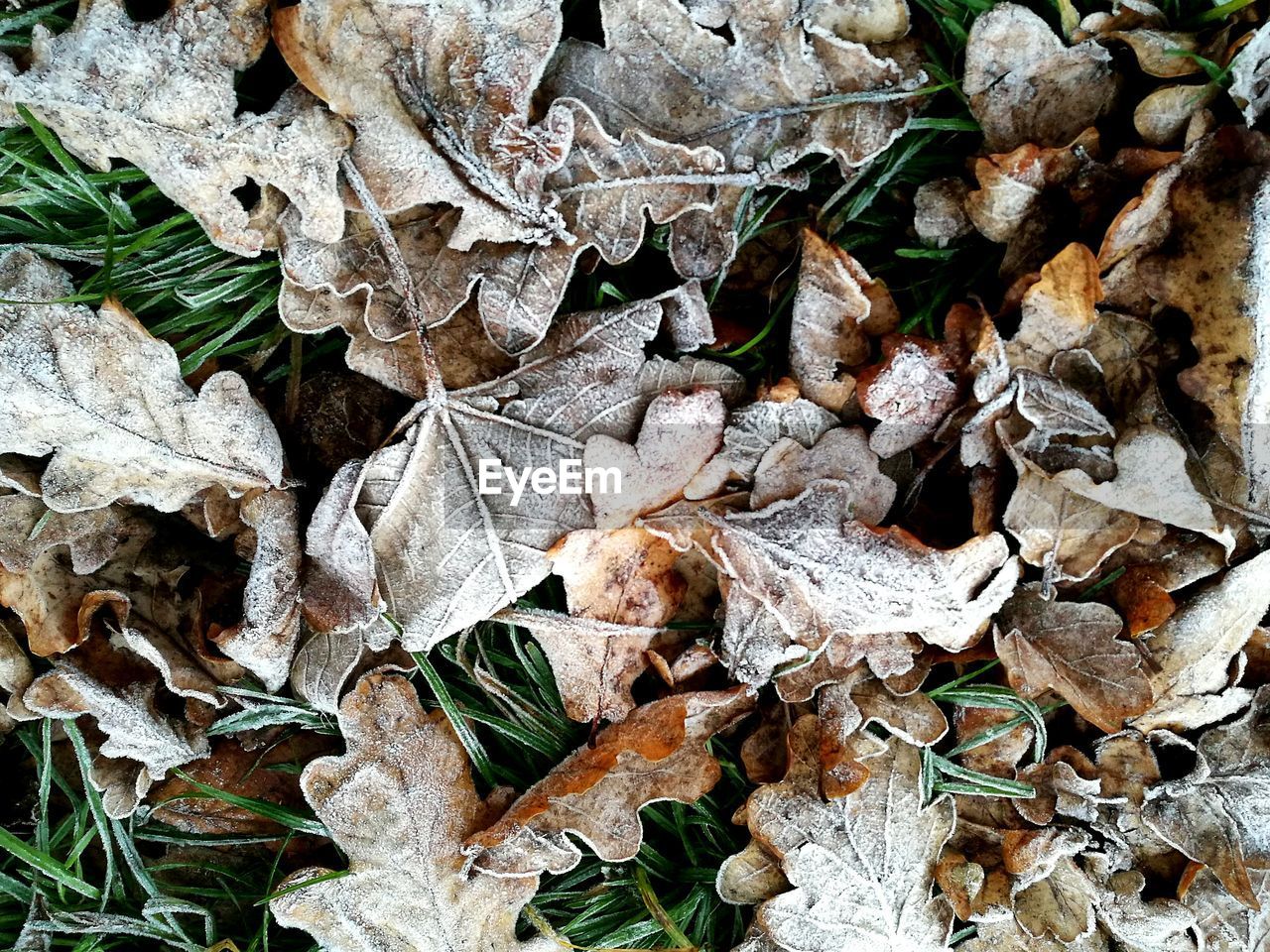 HIGH ANGLE VIEW OF LEAVES