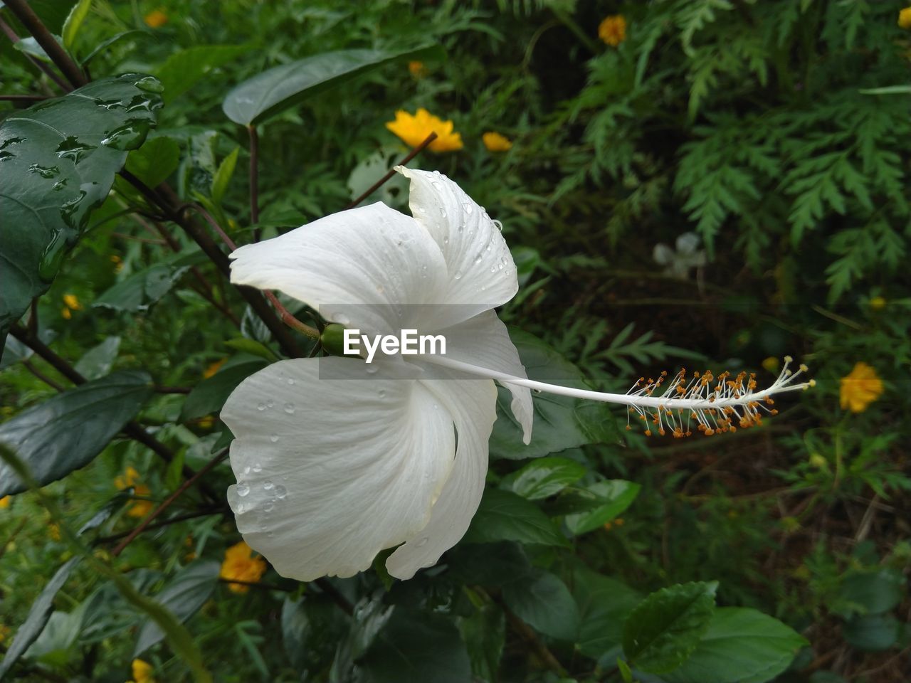 CLOSE-UP OF WHITE FLOWERING ON PLANT