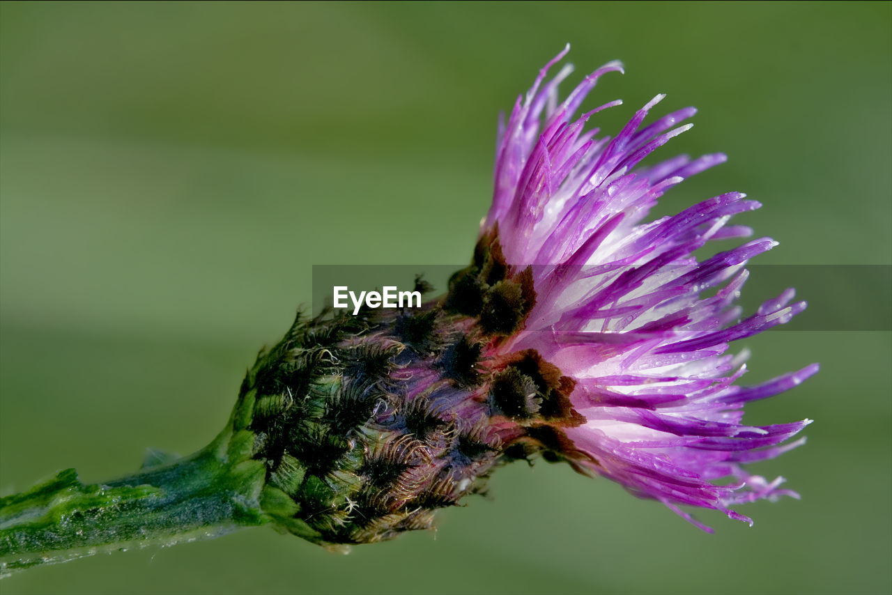 CLOSE-UP OF HONEY BEE POLLINATING FLOWER