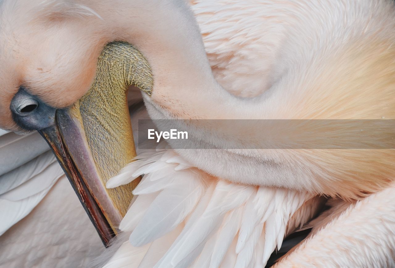 High angle view of pelican