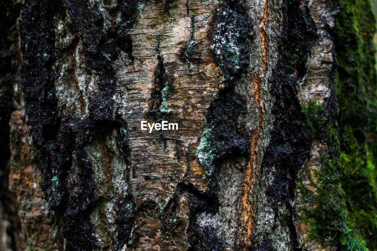 FULL FRAME SHOT OF TREE TRUNKS