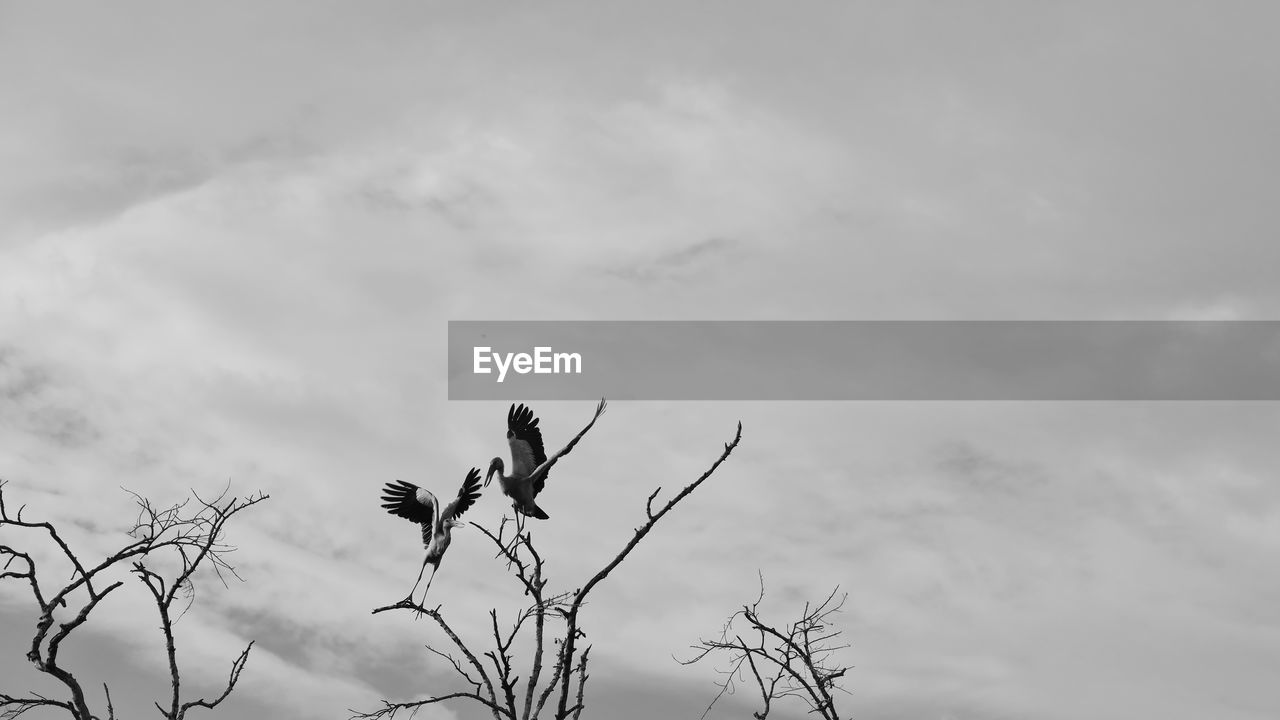 Low angle view of a bird on bare tree against sky