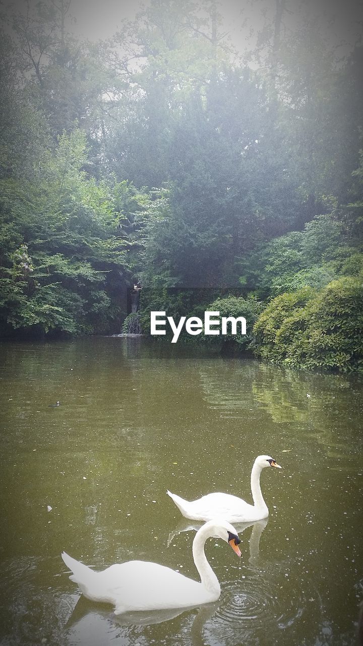 DUCK SWIMMING IN WATER