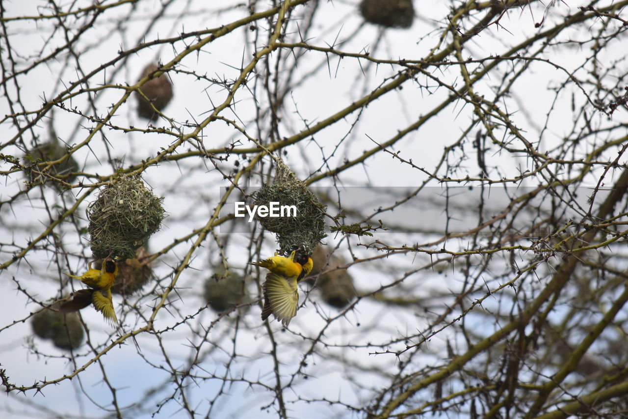 Low angle view of bird nesting on tree