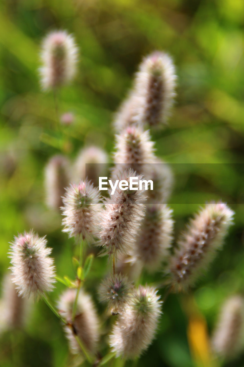 CLOSE-UP OF WHITE FLOWERING PLANTS ON FIELD