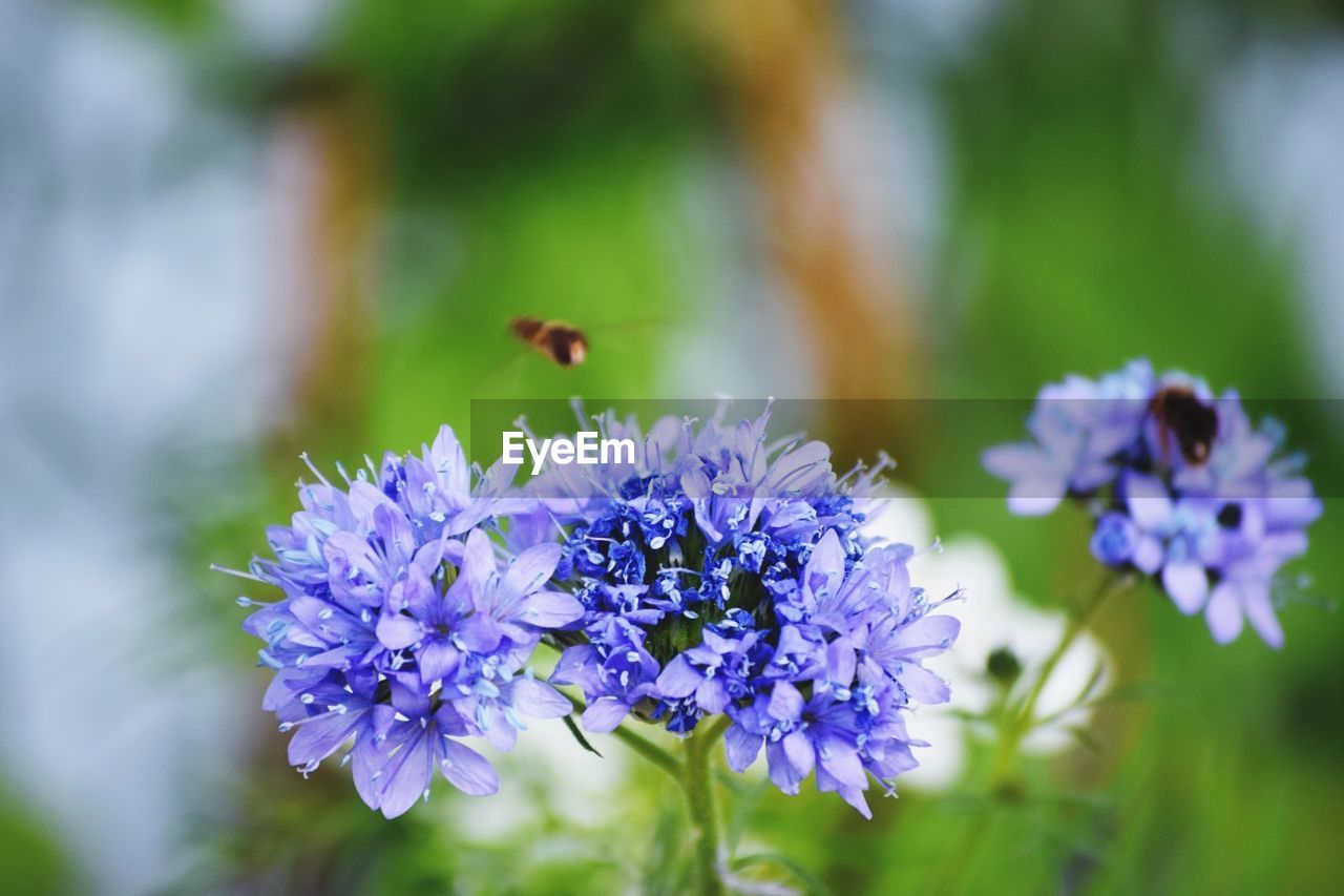 CLOSE-UP OF PURPLE FLOWERS BLOOMING