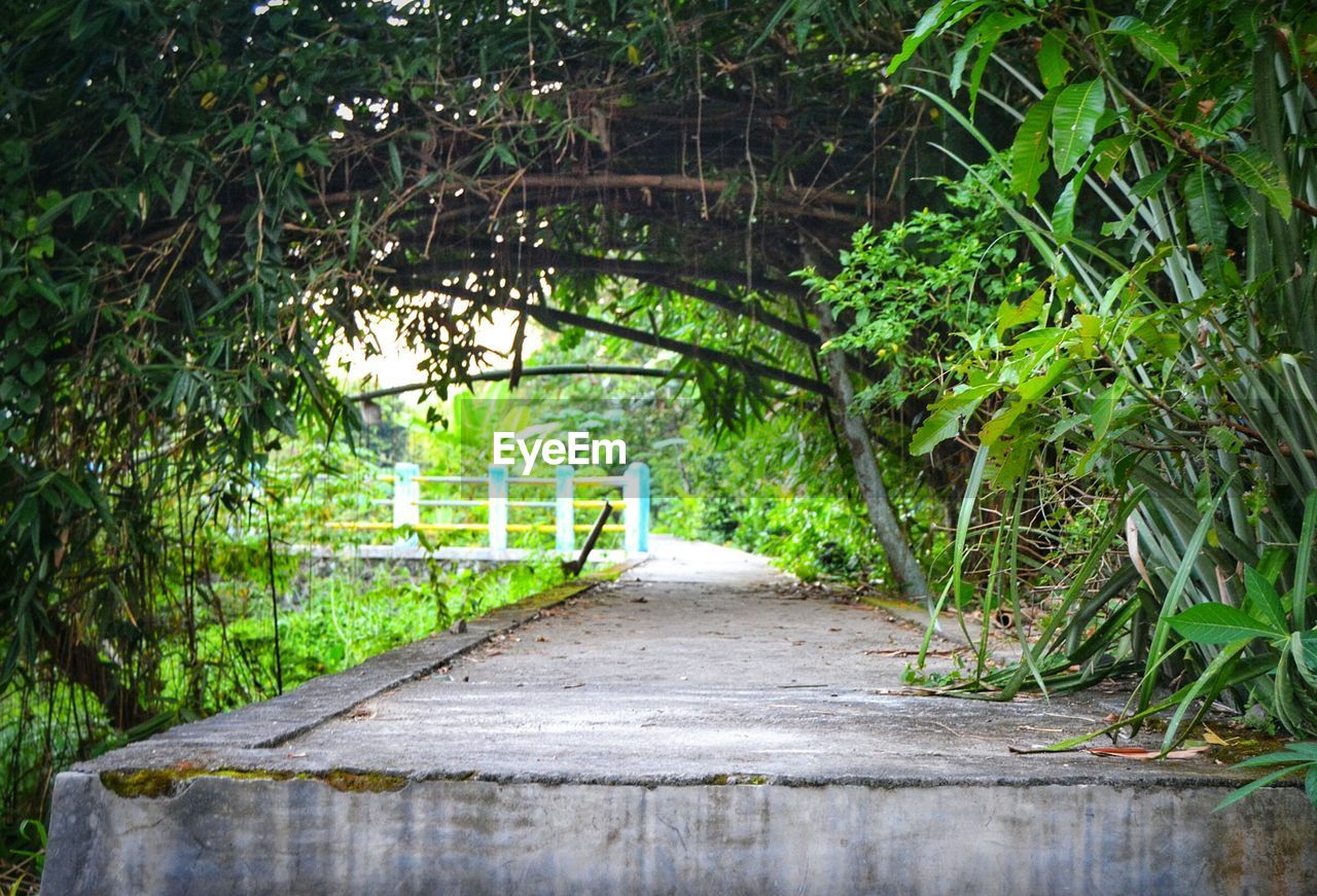 WALKWAY AMIDST TREES