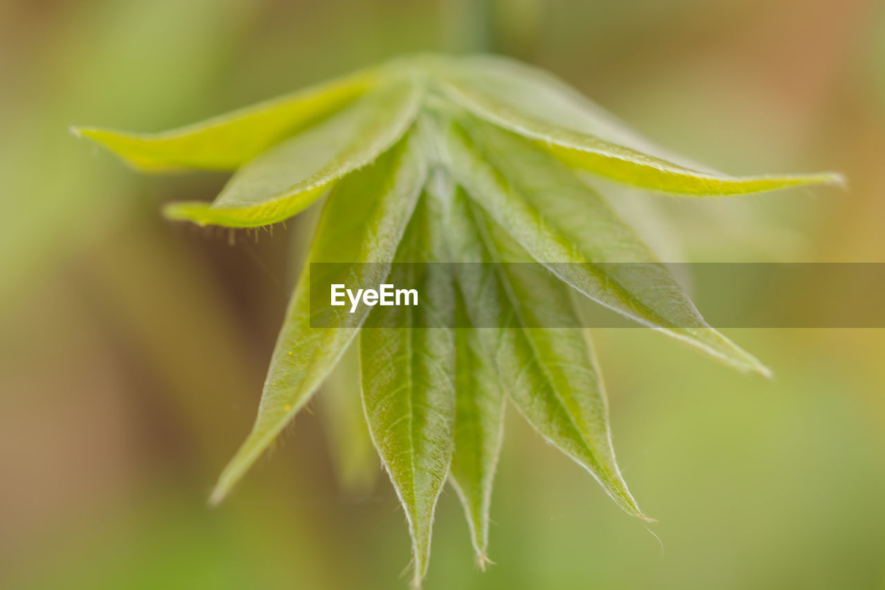 Close-up of fresh green leaves