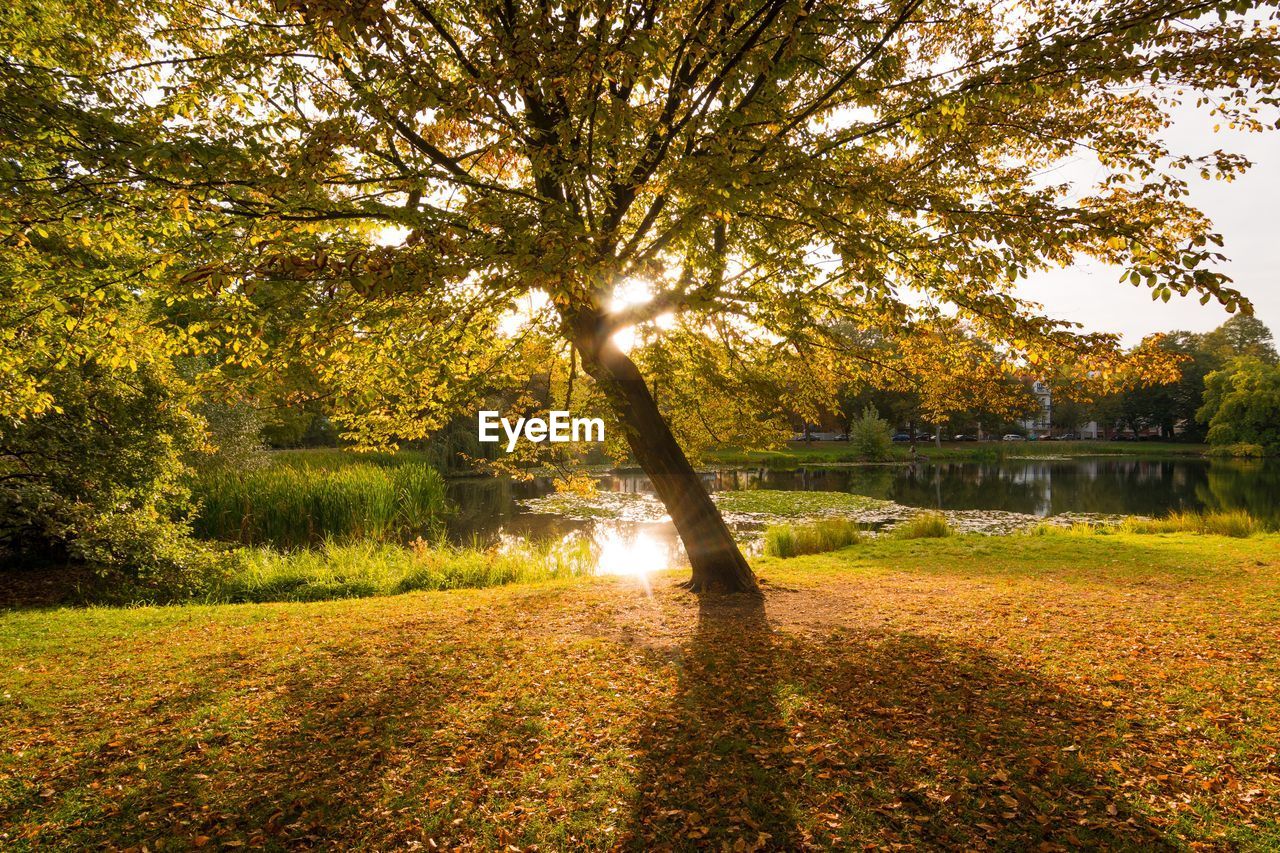 Trees in park during autumn