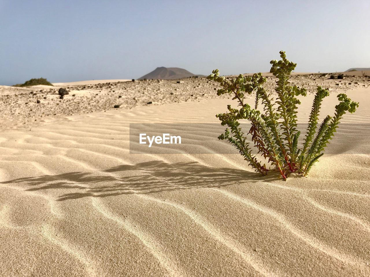 Scenic view of desert against clear sky