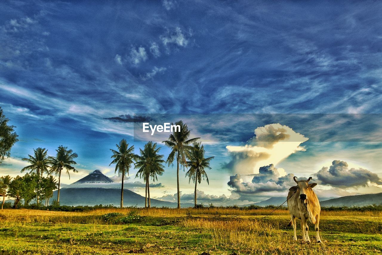 Cow standing on field against sky