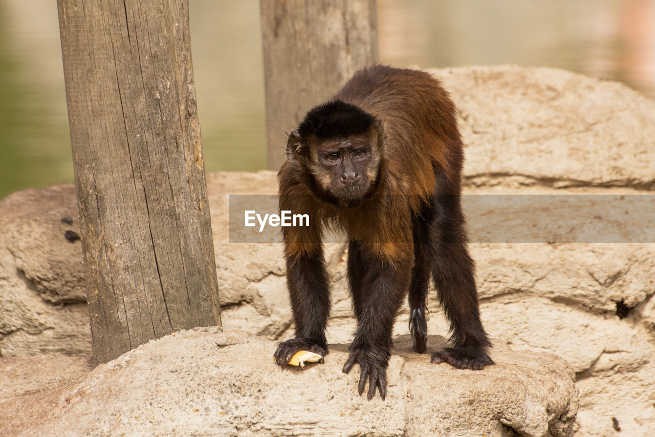 Portrait of a monkey