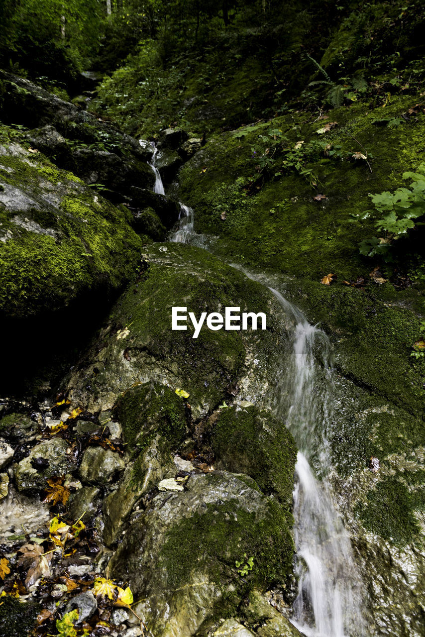 VIEW OF STREAM FLOWING THROUGH MOSS