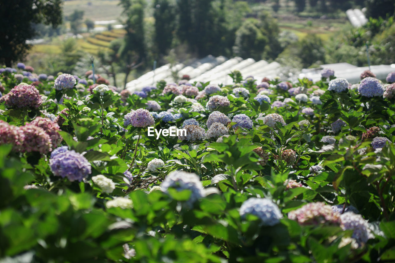 close-up of plants growing on field