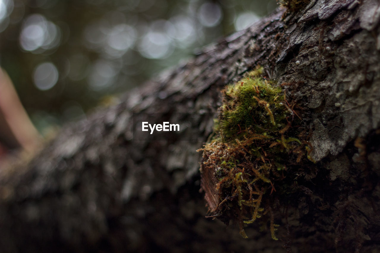 CLOSE-UP OF MOSS GROWING ON TREE