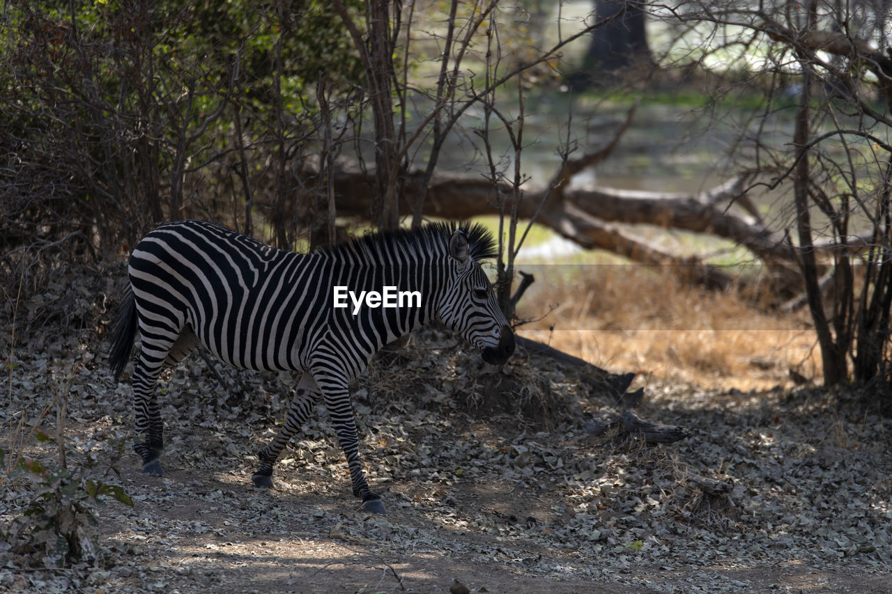 Side view of a zebra in the forest