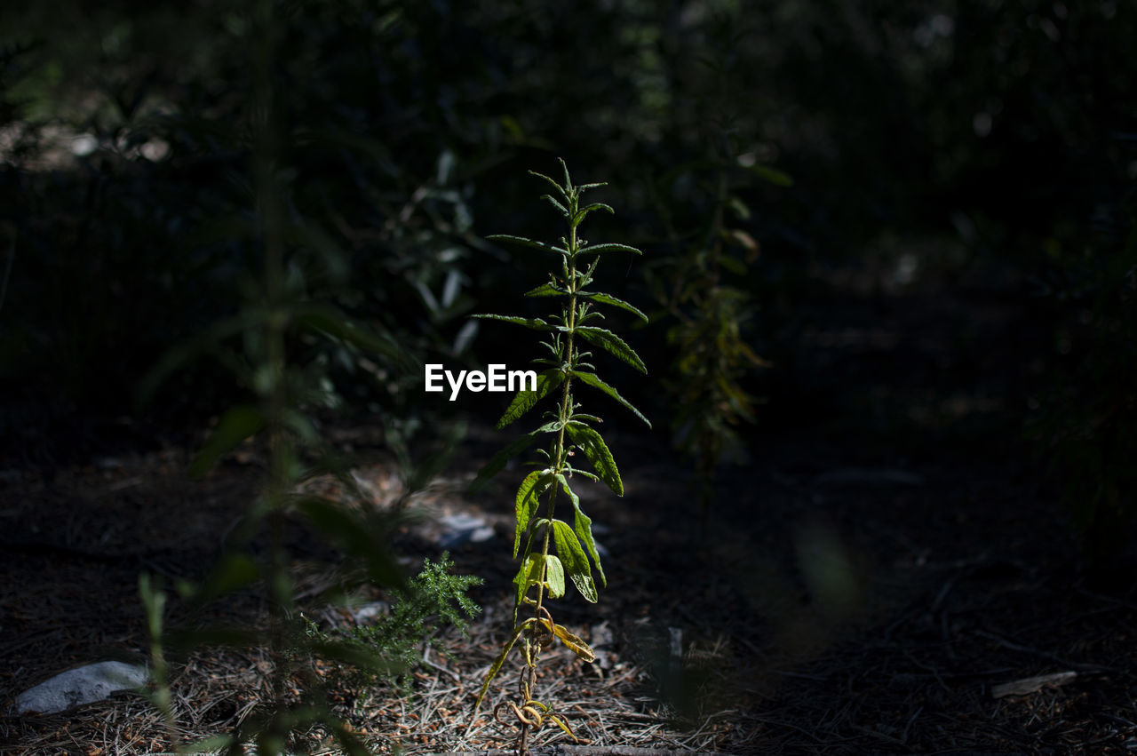 Close-up of plant growing on field