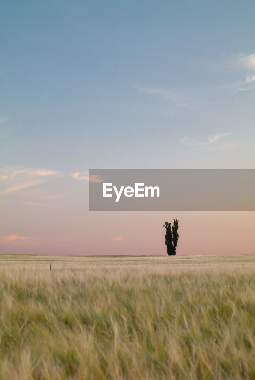 Scenic view of field against sky during sunset