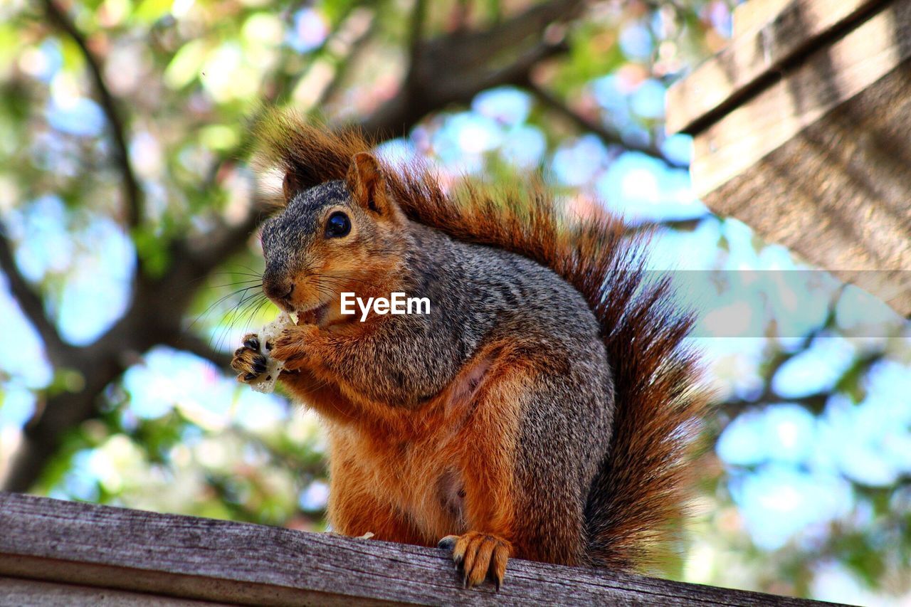 LOW ANGLE VIEW OF SQUIRREL ON WOOD