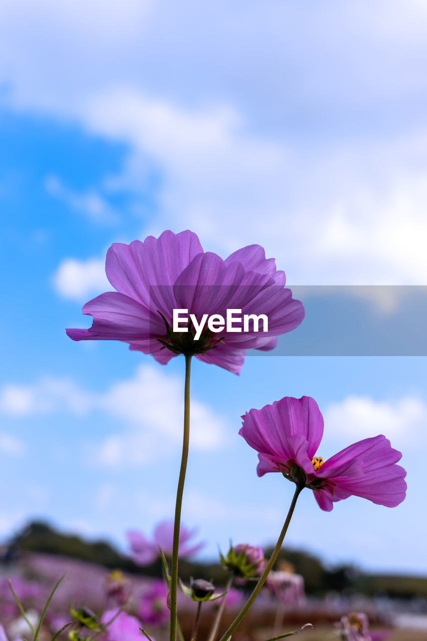 flower, flowering plant, plant, freshness, beauty in nature, garden cosmos, pink, fragility, nature, cloud, flower head, sky, cosmos, petal, close-up, inflorescence, field, growth, focus on foreground, blossom, no people, cosmos flower, purple, outdoors, plant stem, macro photography, wildflower, day, blue, selective focus, springtime, magenta