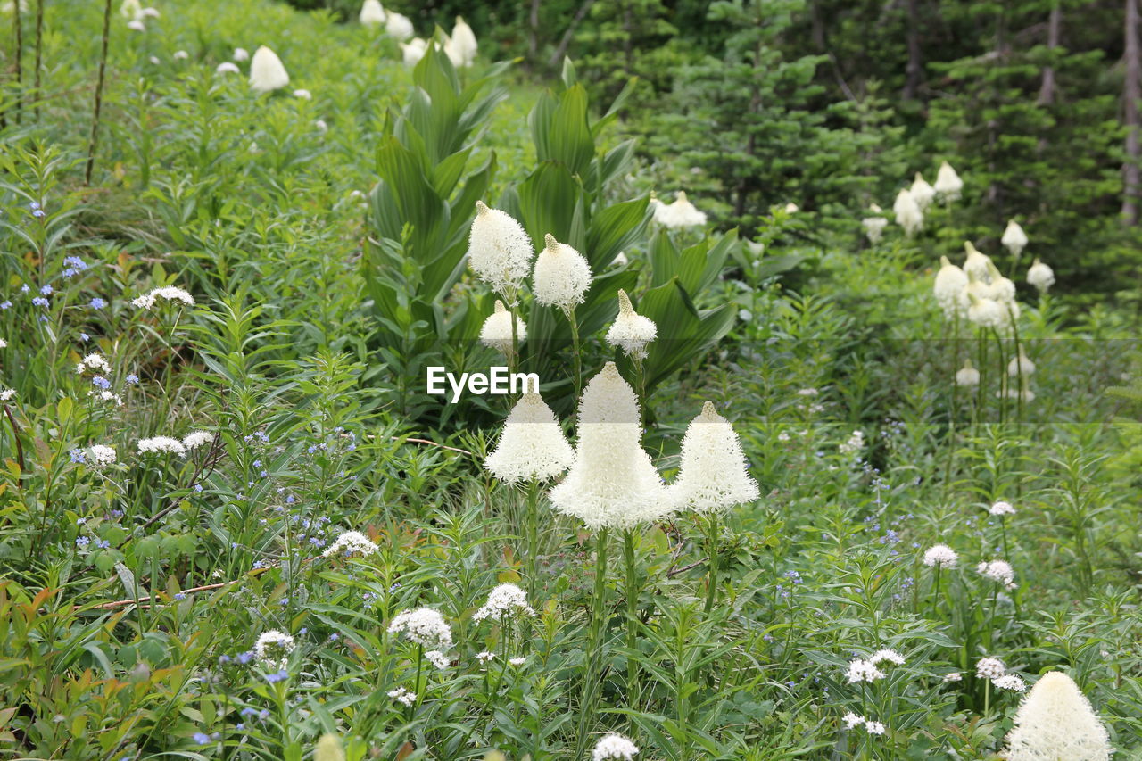 Close-up of white flowers blooming at park