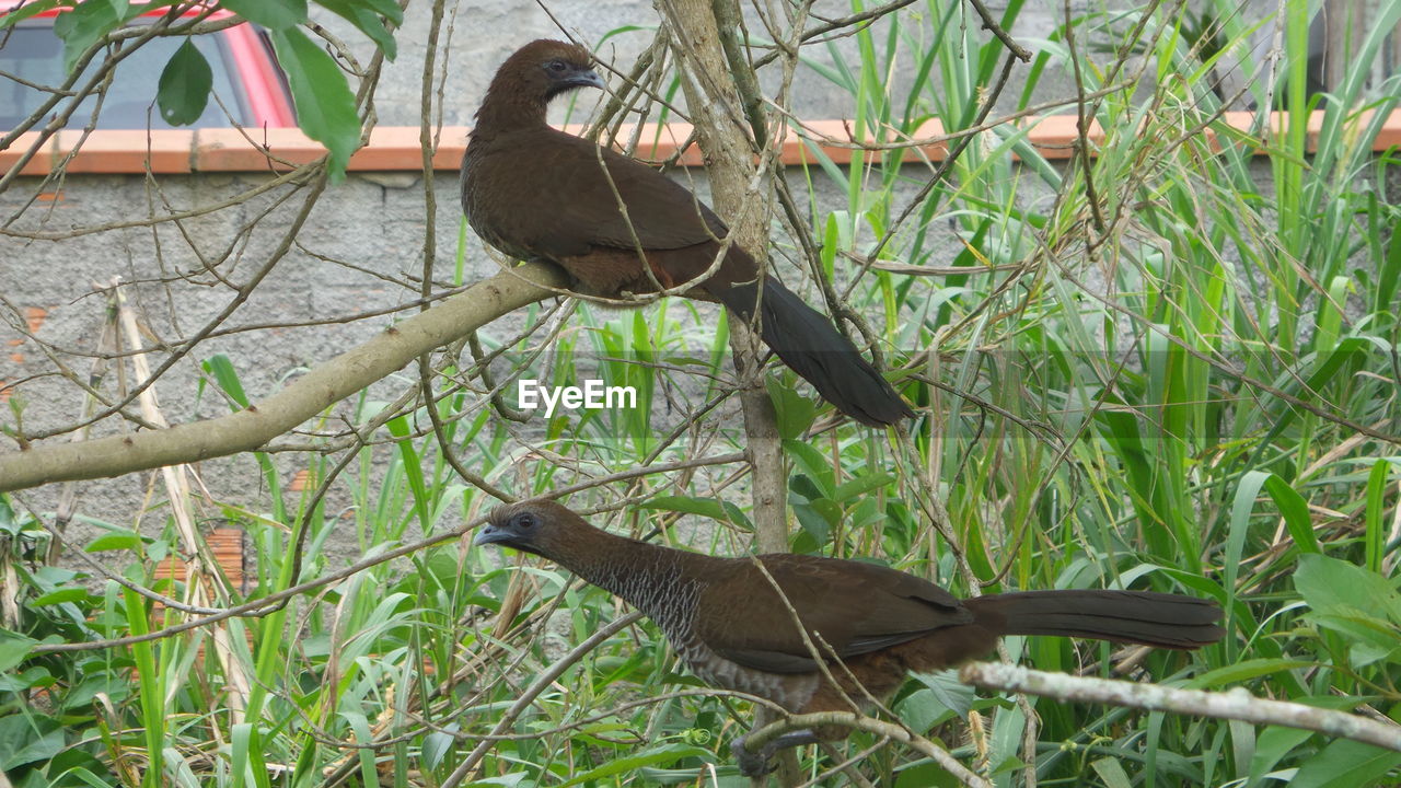 BIRD ON FARM