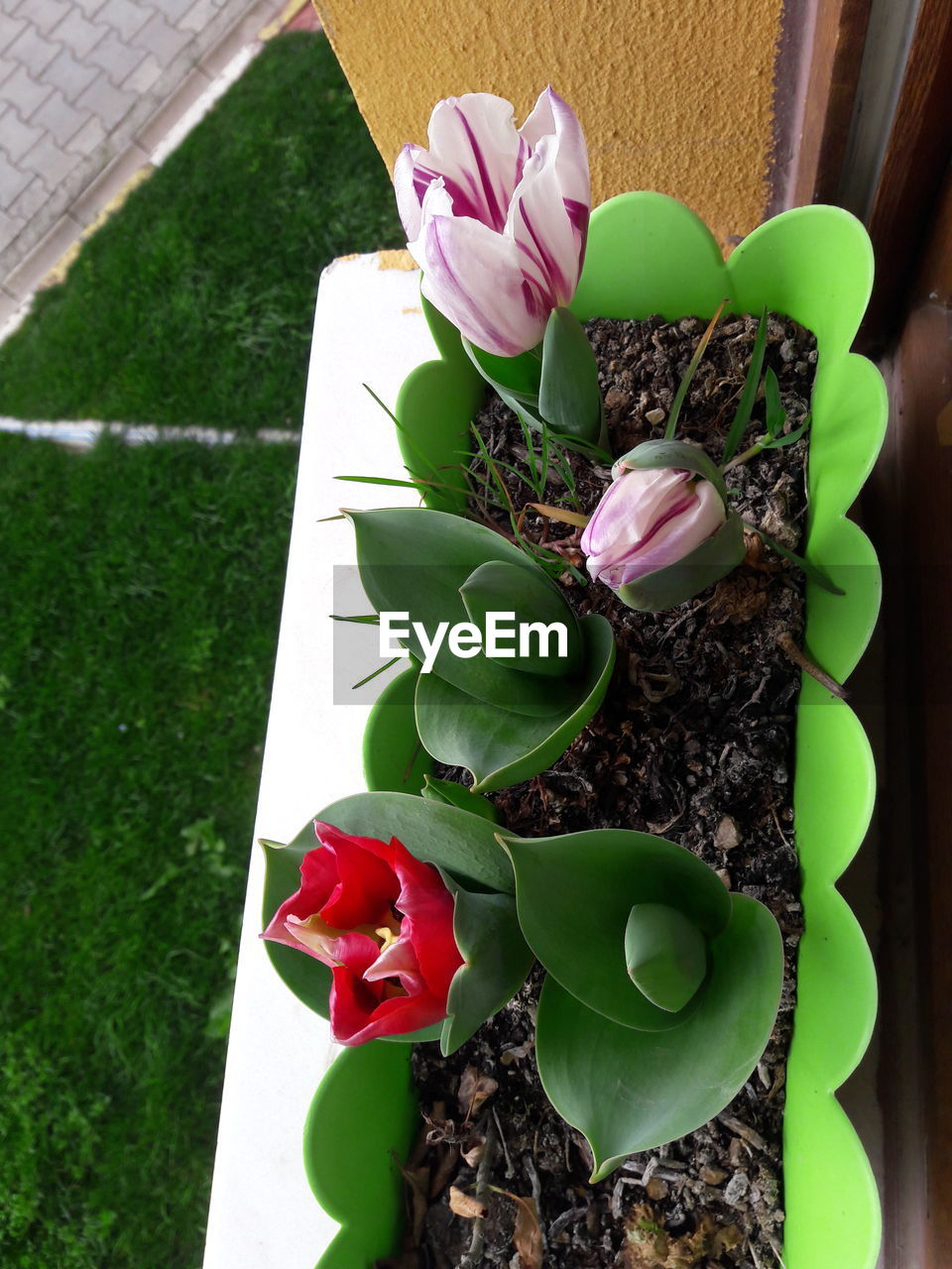 CLOSE-UP OF FLOWERS IN YARD