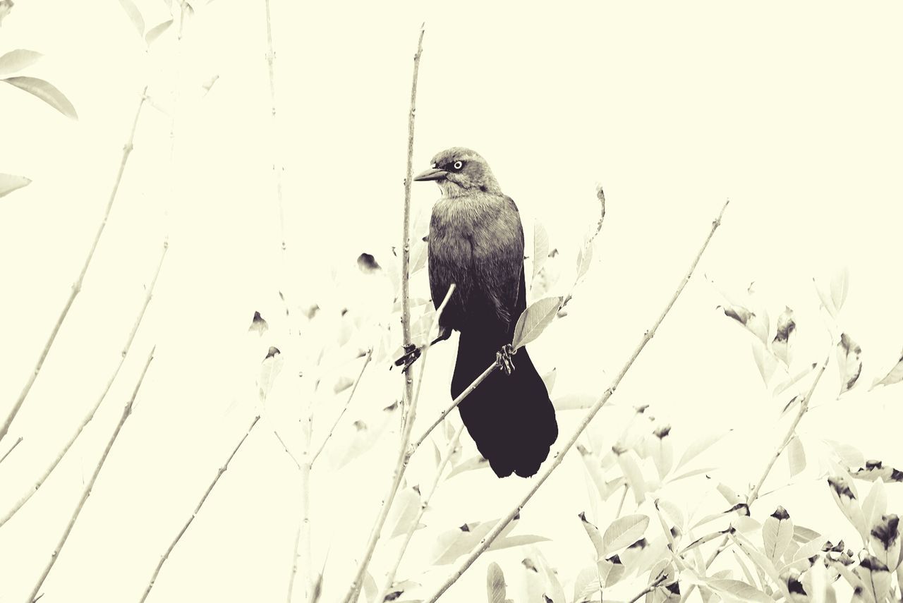 LOW ANGLE VIEW OF BIRD PERCHING ON TREE AGAINST CLEAR SKY