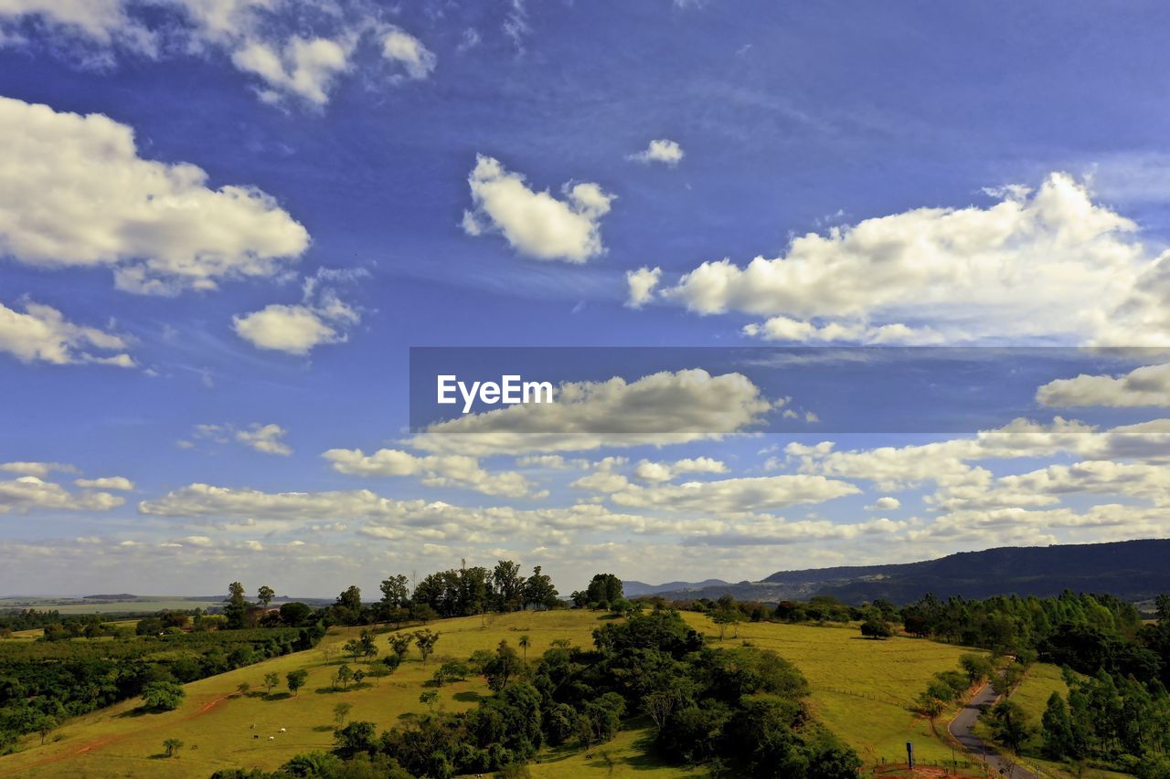 TREES ON FIELD AGAINST SKY