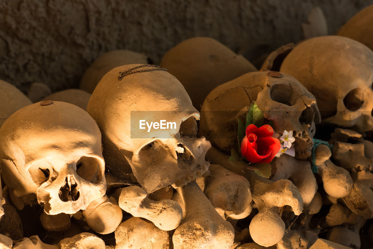 High angle view of flowers on human skulls