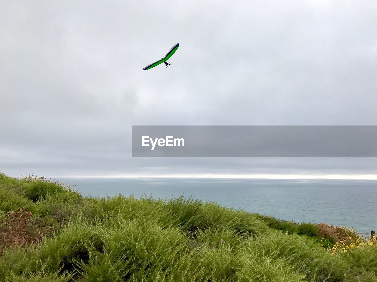 BIRD FLYING OVER SEA