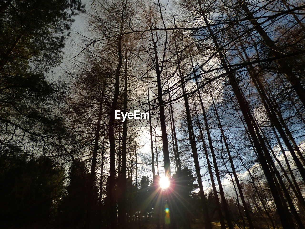 LOW ANGLE VIEW OF TREES AGAINST SKY