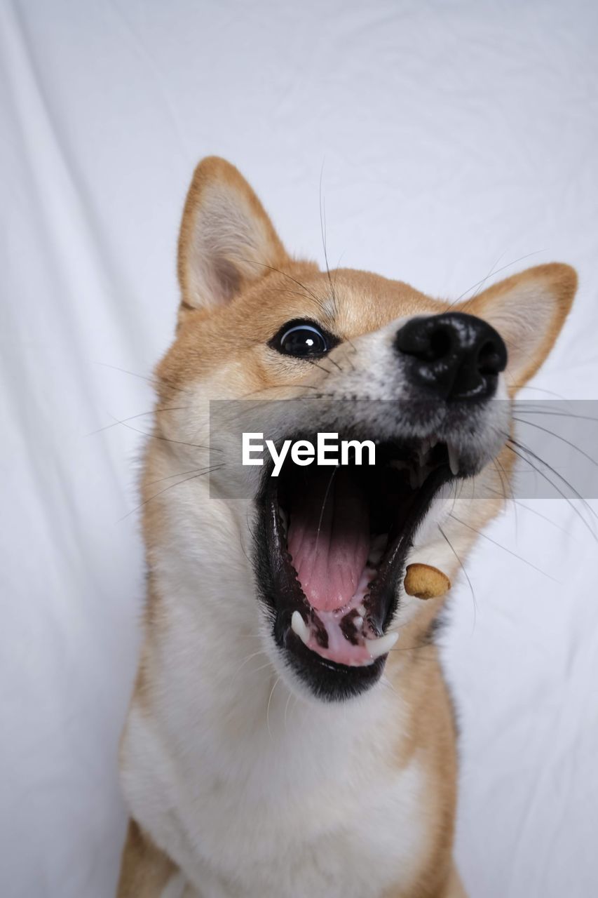 animal, animal themes, one animal, pet, mammal, dog, domestic animals, canine, nose, animal body part, mouth open, facial expression, no people, yawning, portrait, indoors, animal mouth, sticking out tongue, close-up, carnivore, white, animal head, shiba inu, looking at camera