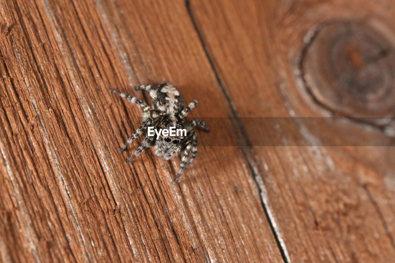 CLOSE-UP OF SPIDER ON WOODEN WOOD