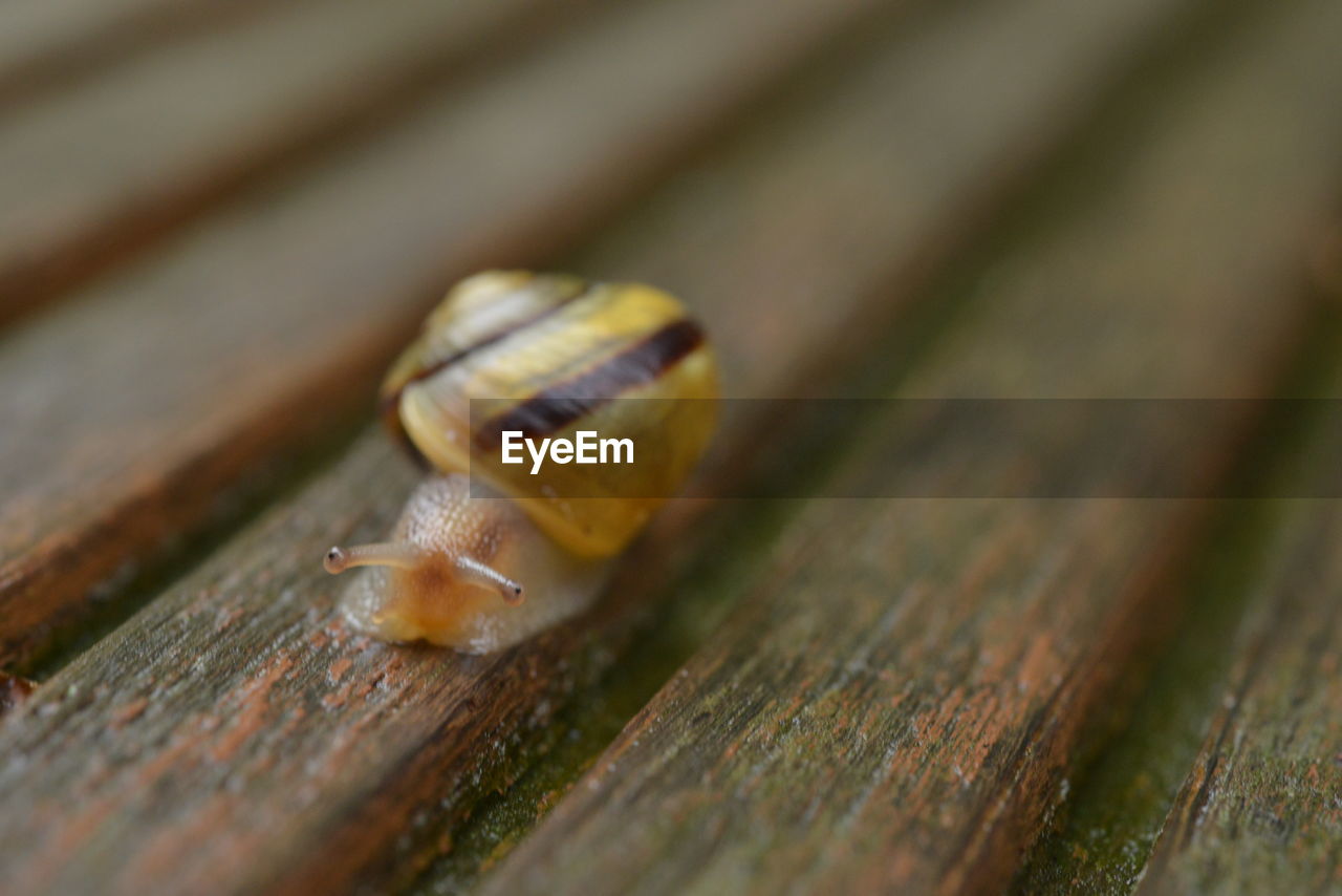 animal wildlife, animal themes, wood, animal, macro photography, close-up, wildlife, mollusk, snail, gastropod, one animal, selective focus, no people, snails and slugs, insect, shell, animal shell, nature, boredom, leaf, crawling, macro, day, outdoors, green, animal body part, brown, yellow