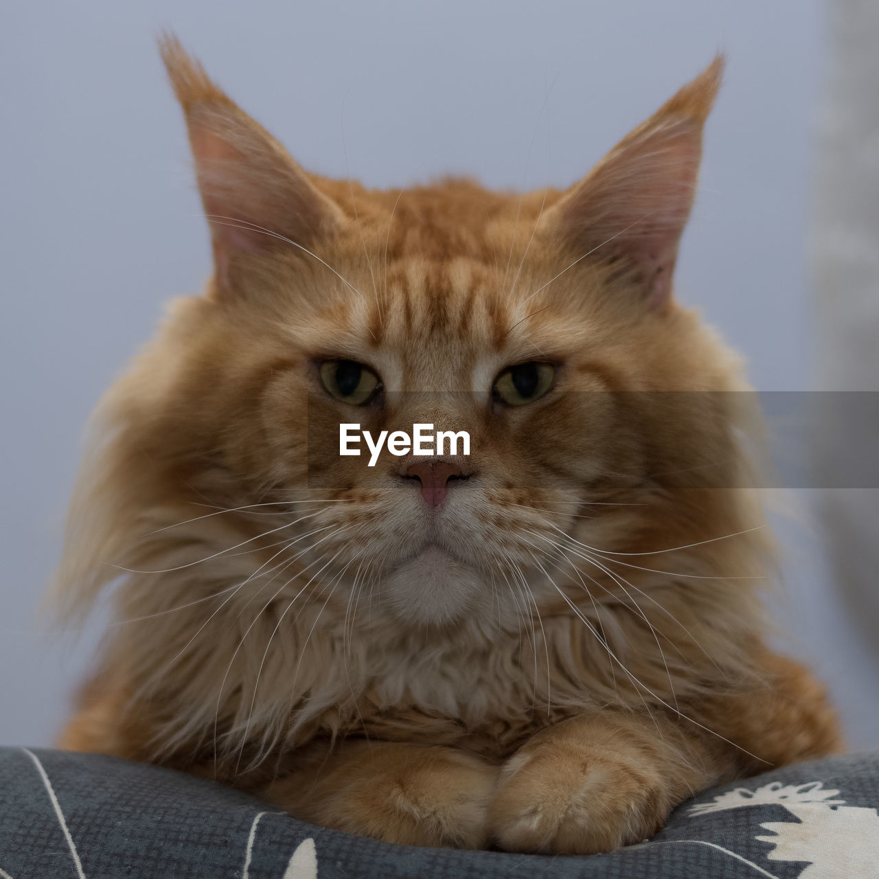 Close-up portrait of ginger cat, maine coon