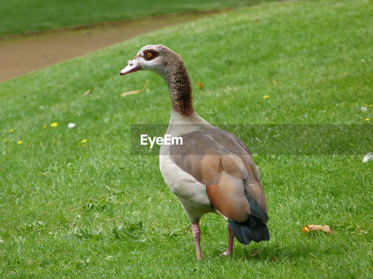 Close-up of duck on field