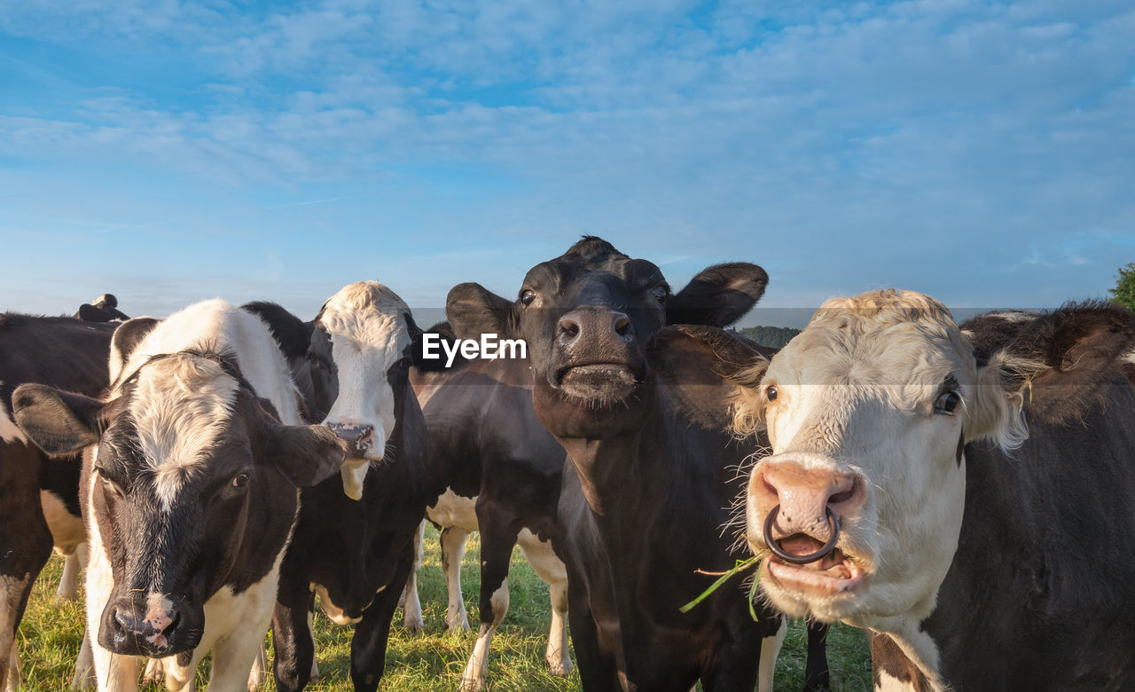 Cows standing on field against sky