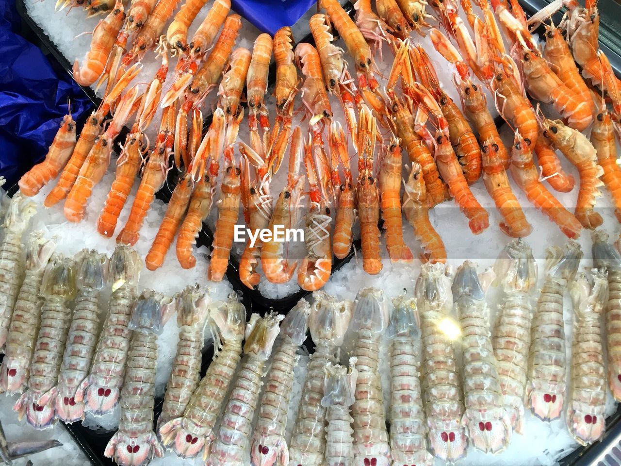 High angle view of prawns for sale in fish market