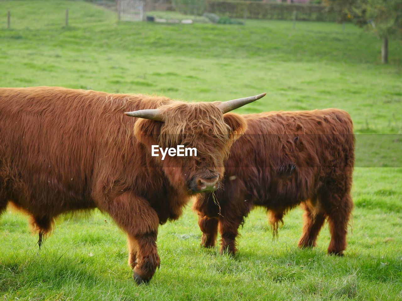 COWS ON FIELD AGAINST GREEN FARM