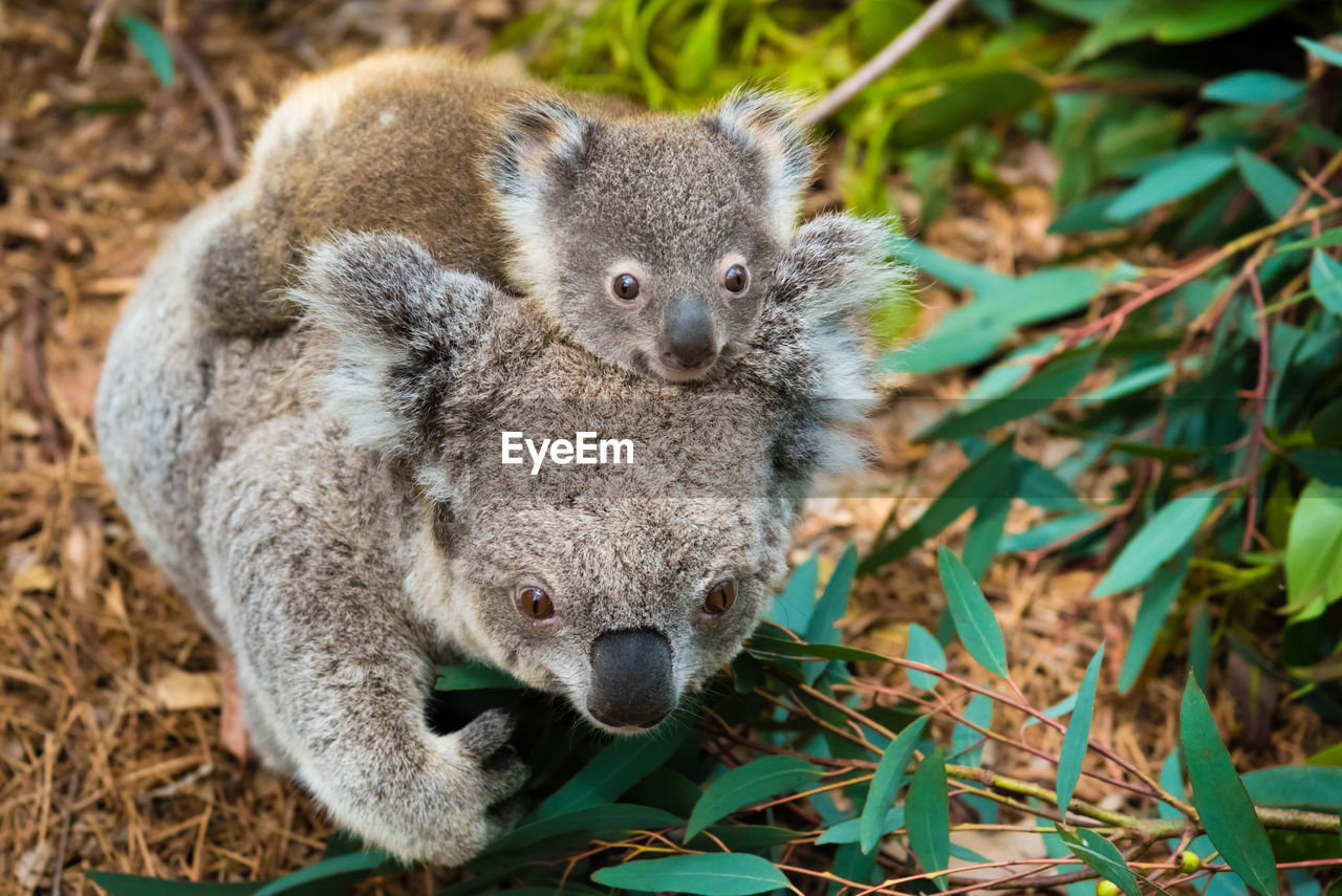 Close-up of koalas by plants on field