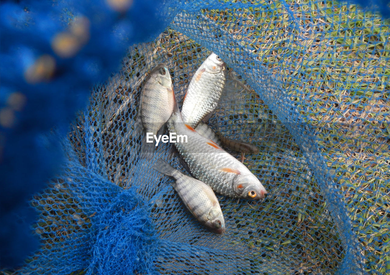 High angle view of fish in net