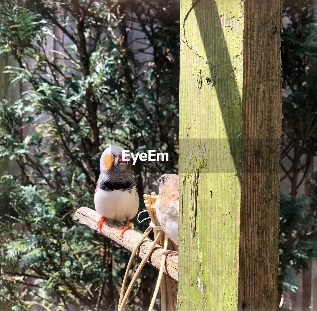 Birds perching on wood