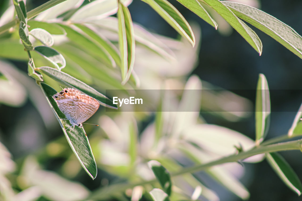 Close-up of butterfly on leaf