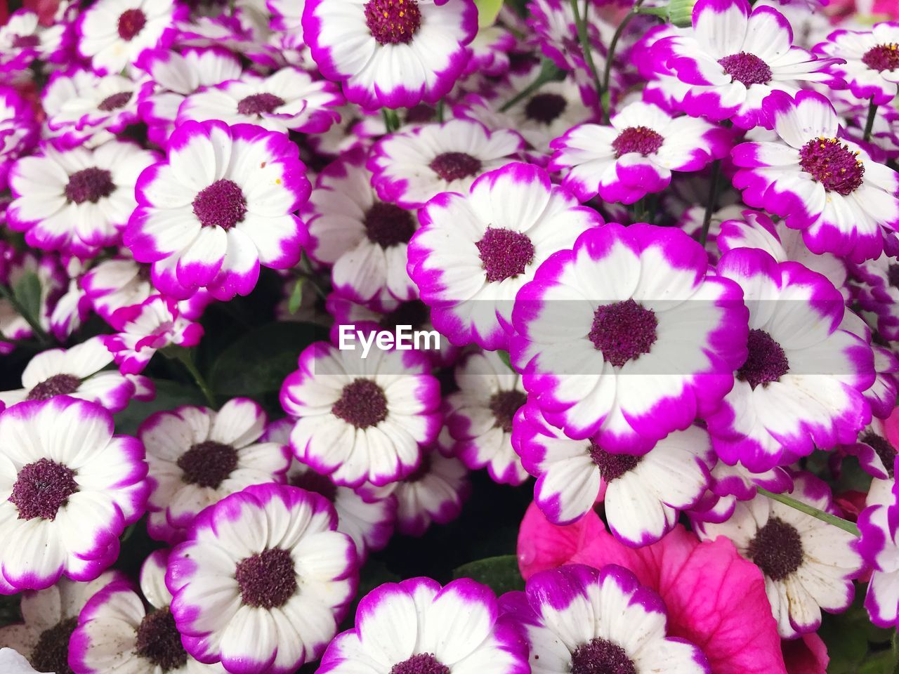 FULL FRAME SHOT OF PINK FLOWERING PLANT