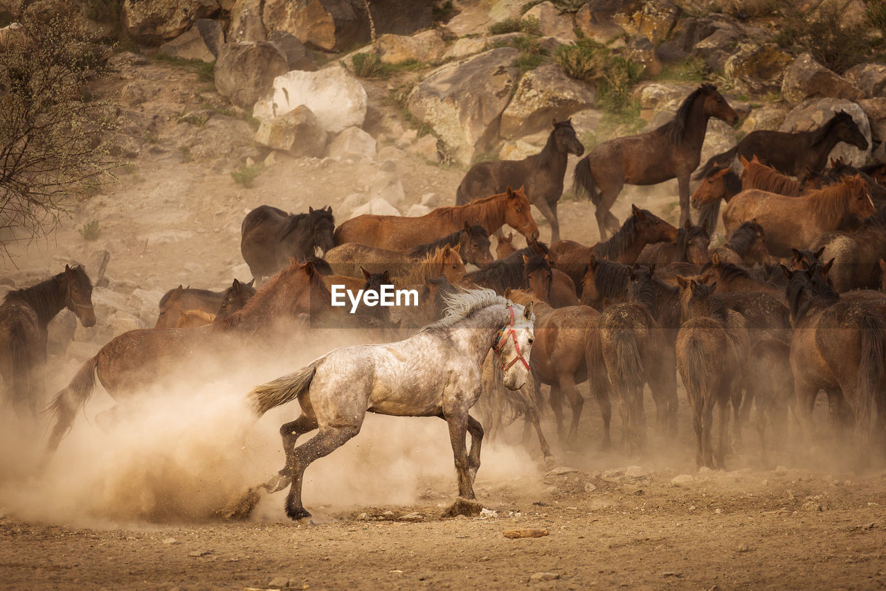 VIEW OF HORSE ON FIELD